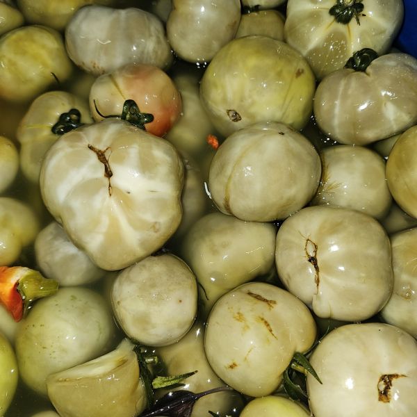 Квашені, бочкові, зелені помідори Квашені, бочкові, зелені помідори