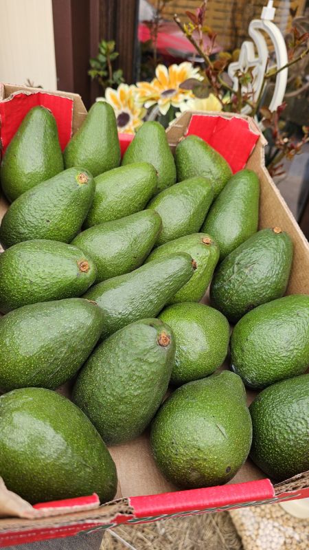 Зелене авокадо 1шт Зелене авокадо 1шт