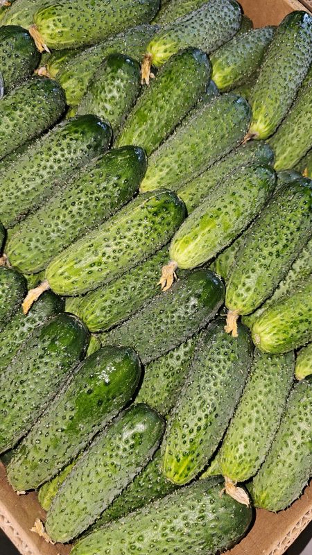 Огірок Рівне 1кг Огірок Рівне 1кг