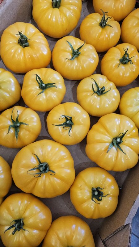 Жовті помідори Україна 1кг Жовті помідори Україна 1кг