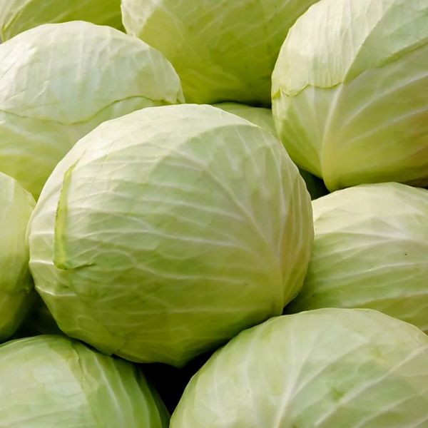 Капуста білокачанна Україна Капуста білокачанна Україна