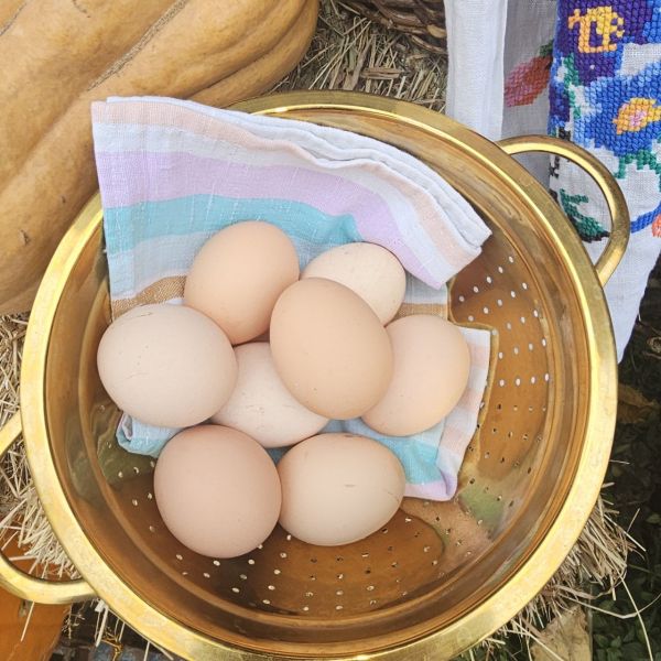 Домашні, курячі яйця Домашні, курячі яйця