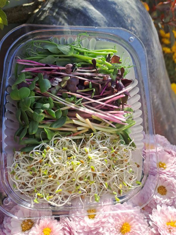 Мікро грін (зріз)